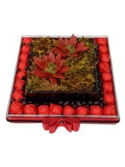 Cam Fanusta Sukulent İle Hazırlanmış Butik Çikolata