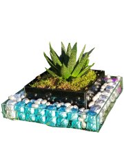 Cam Fanusta Çikolata,Draje Ve Sukulent Bir Arada